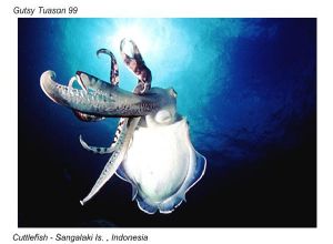 Cuttlefish - Sangalaki Is., Indonesia  taken with Nikonos... by Scott D. Tuason 